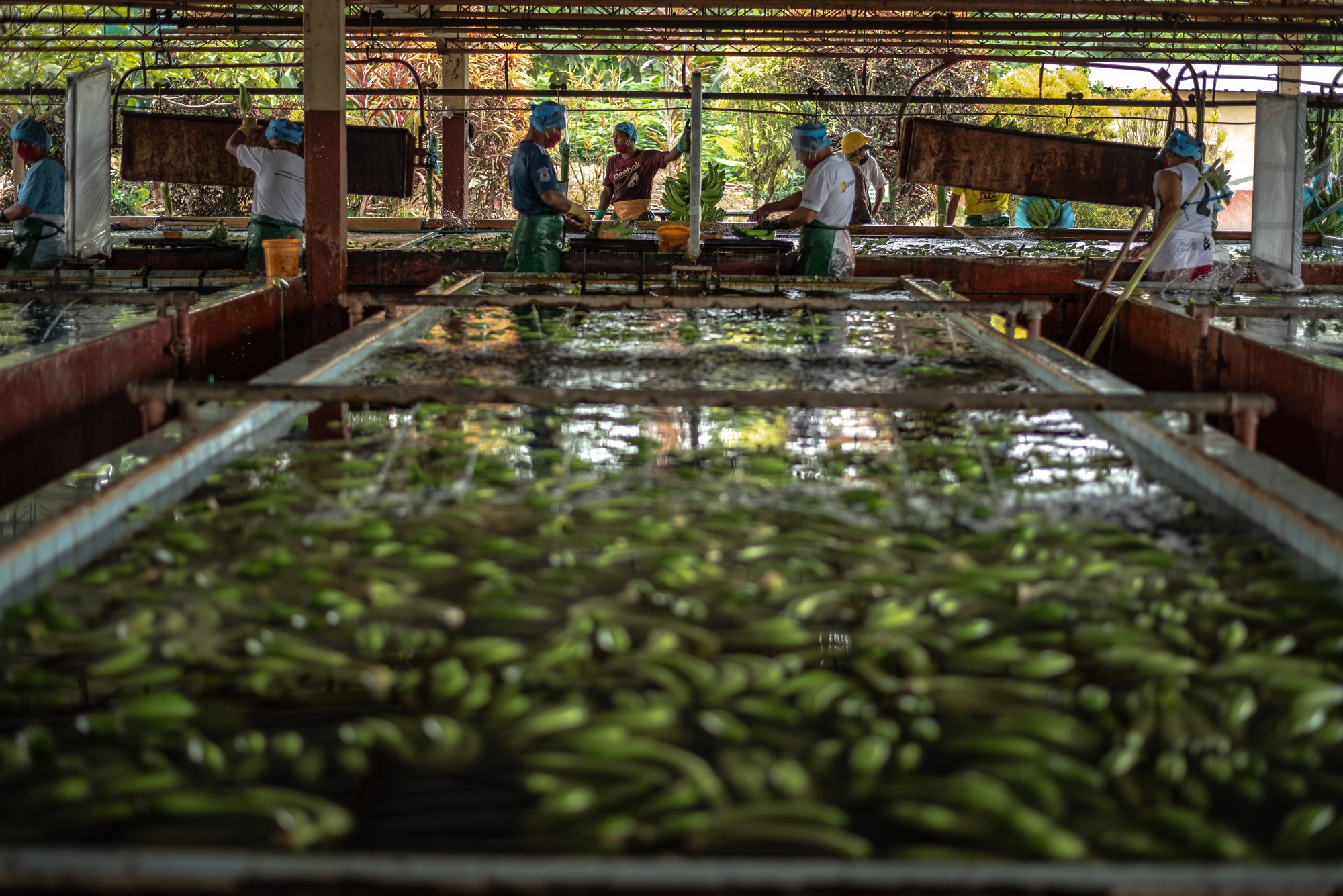 Organic Banana Industry Still Suffering with Low Prices