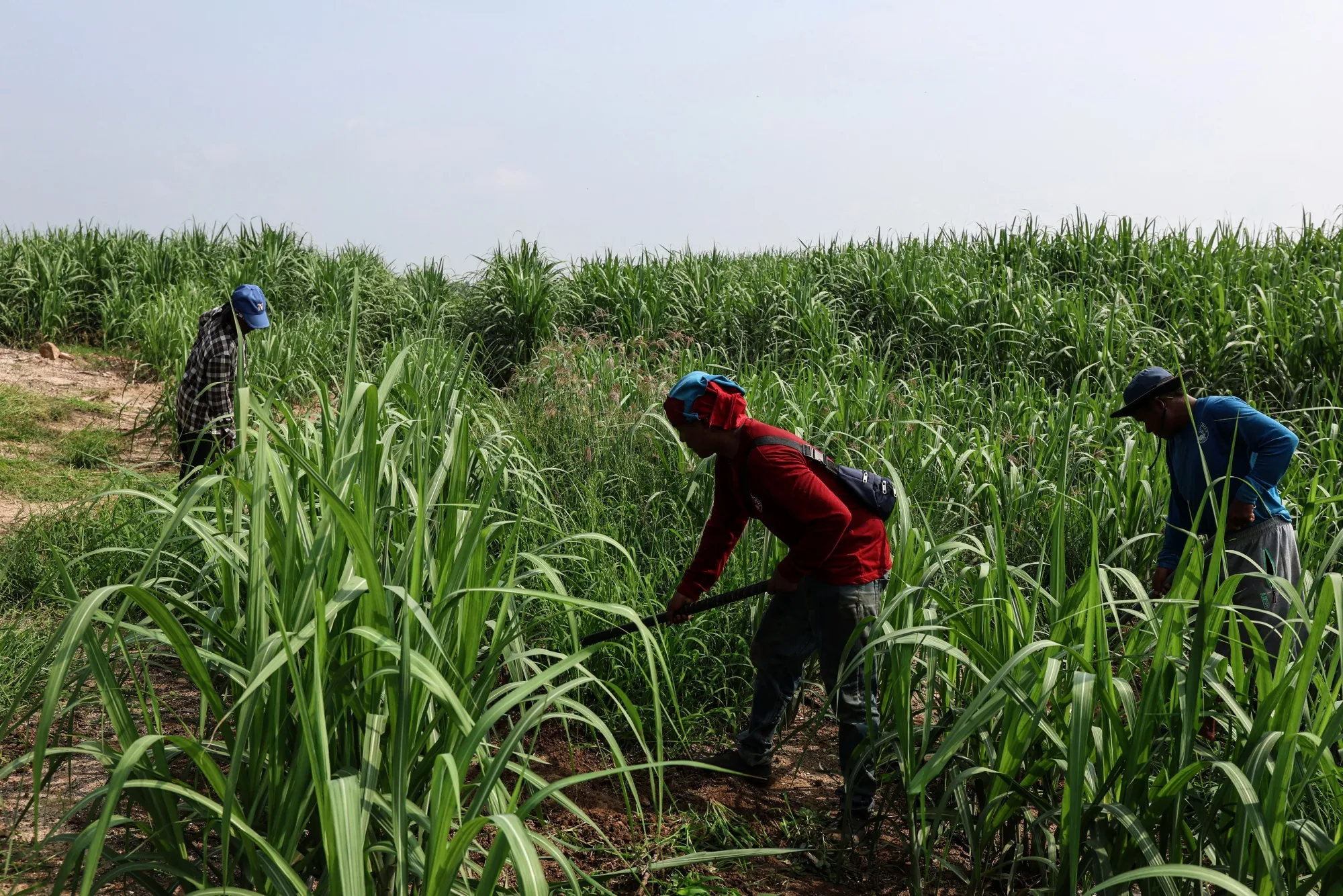 Farmers in a sugar cane field in Kanchanaburi in Oct. 2023.&nbsp;Millers in Thailand are seeing the lowest yield from crushed cane in at least 13 years, according to government data.&nbsp;
