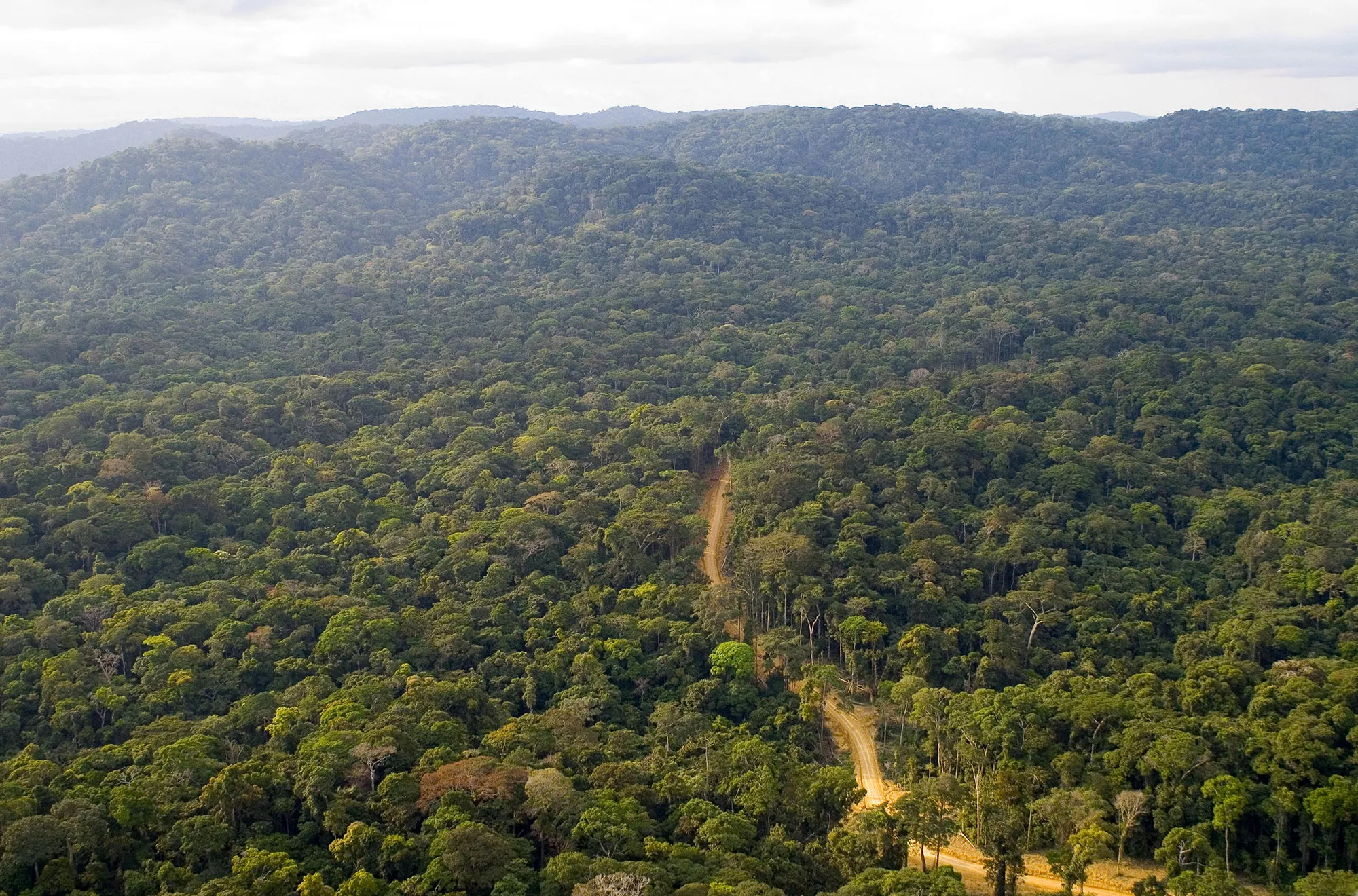 gabon forest GETTY sub