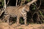 A Jaguar in Pantanal, Brazil.&nbsp;