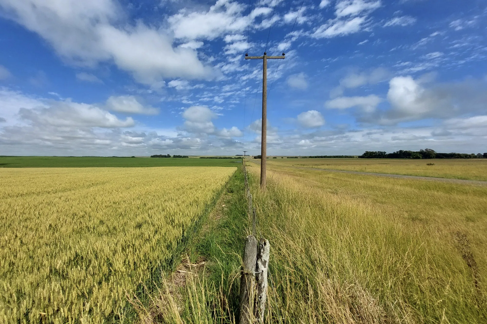 A wheat field, on the left, in Buenos Aires province on Nov. 28.