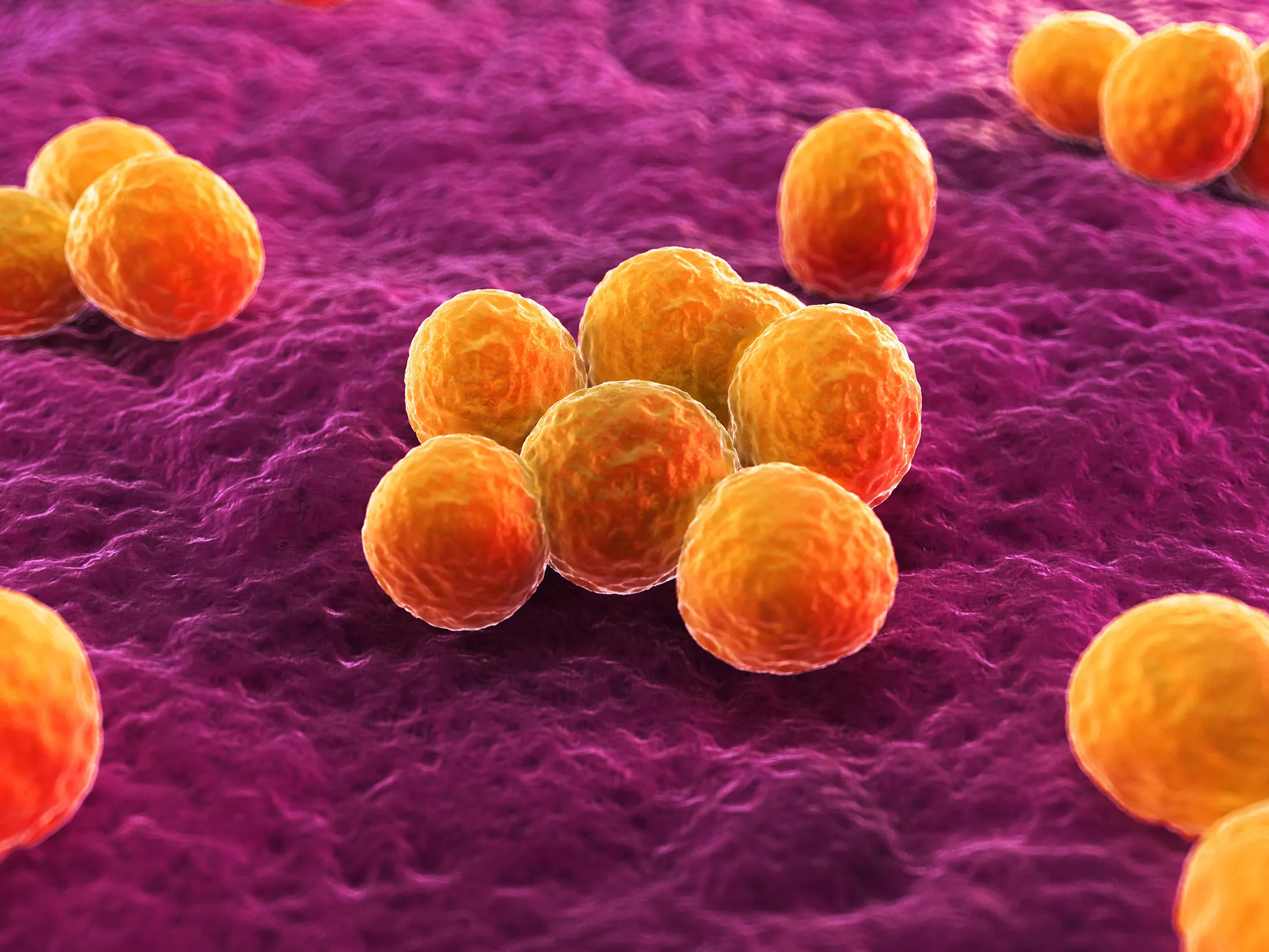 MRSA bacteria, artwork
