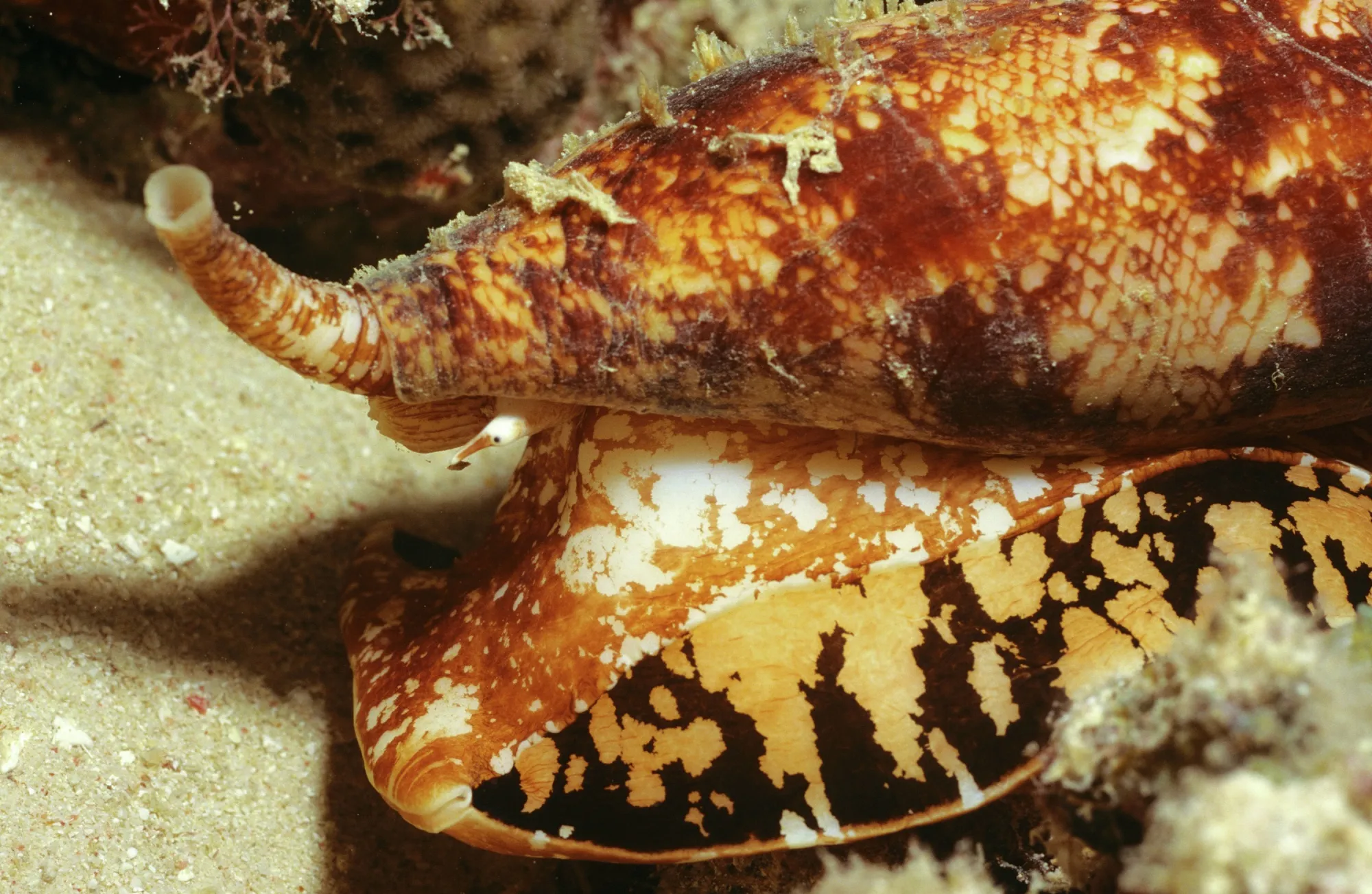 cigarette snail venom Alternative to Opiates: UK Scientists Seek Painkiller From Snail Venom