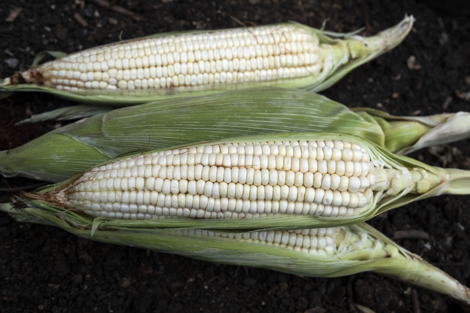Canada Joins US Trade Complaint Against Mexico’s GMO Corn Ban Bloomberg