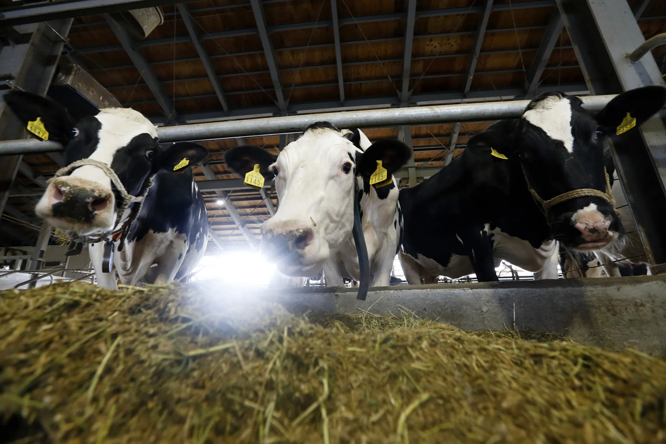 Cows with identification tags attached to their ears feed in a barn at a dairy farm operated by Kalm Kakuyama K.K. in Ebetsu, Hokkaido, Japan, on Tuesday, Sept. 6, 2016. On the northern island of Hokkaido, Japan's top dairy-producing region, Jin Kawaguchiya transformed the 20-cow farm he inherited from his father-in-law 16 years ago into Asia's largest automated milking factory. Robots extract milk from 360 cows three times a day and make sure the animals are fed and healthy.
