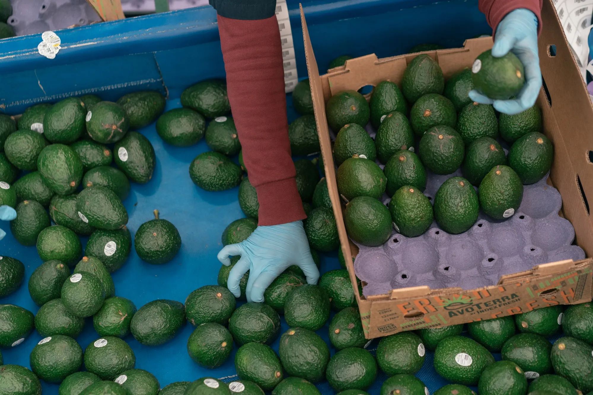 American imports of farm goods are forecast to climb 6.5% in the year ending Sept. 30 to $219.5 billion, with inbound shipments of avocados, orange juice and coffee accounting for much of the increase.