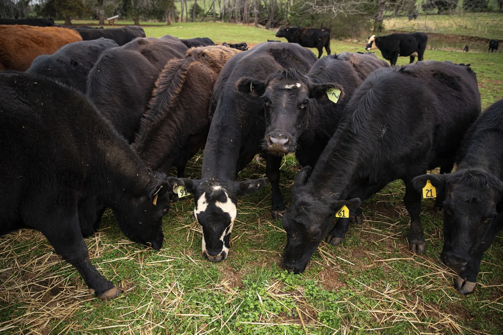 Prices for US cattle have surged making it potentially less lucrative to raise them without using antibiotics, an analyst said.