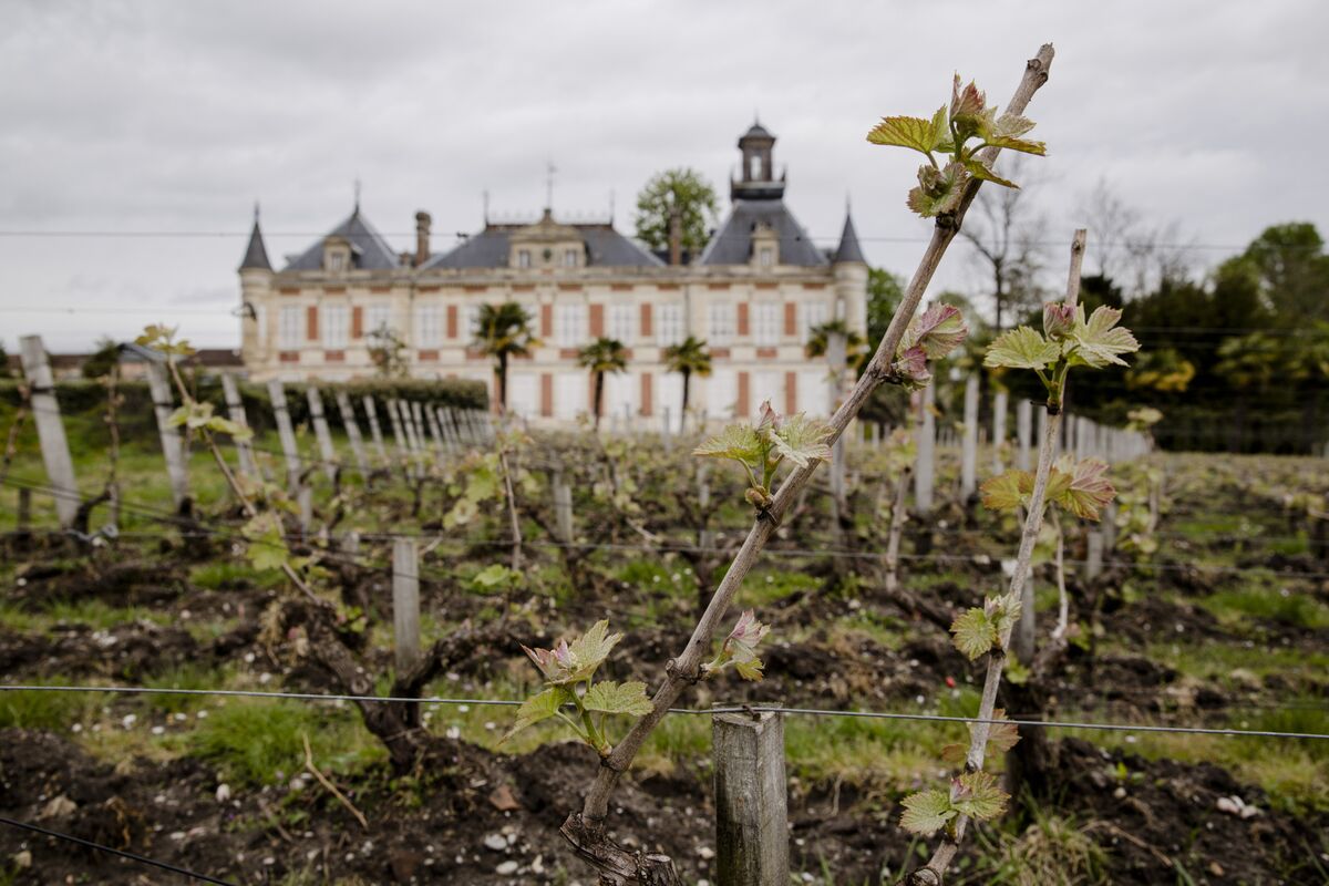 Bordeaux Vineyards Dodge Wildfires But May Face Smaller Vintage