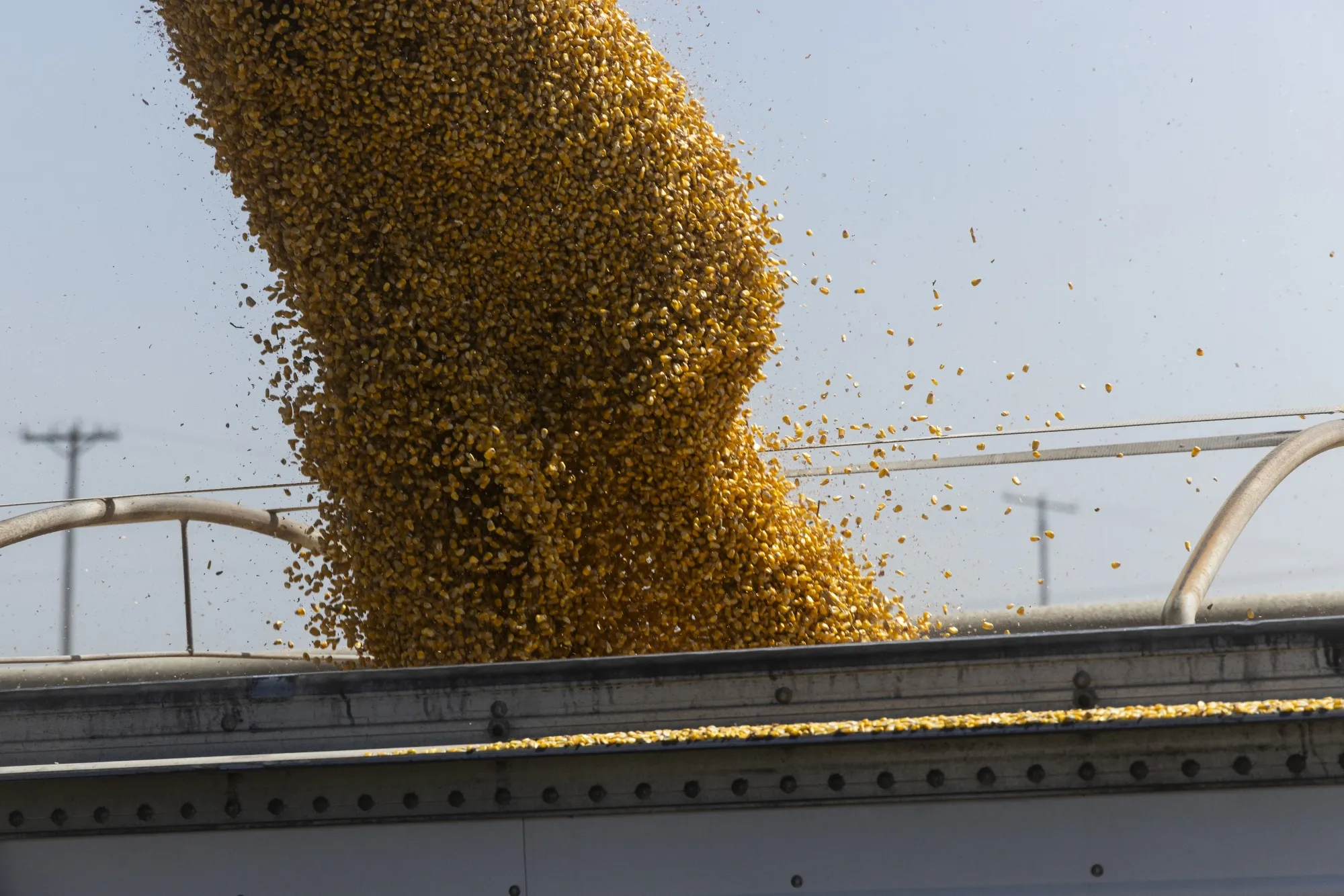 A corn harvest in Crawfordsville, Arkansas, US.