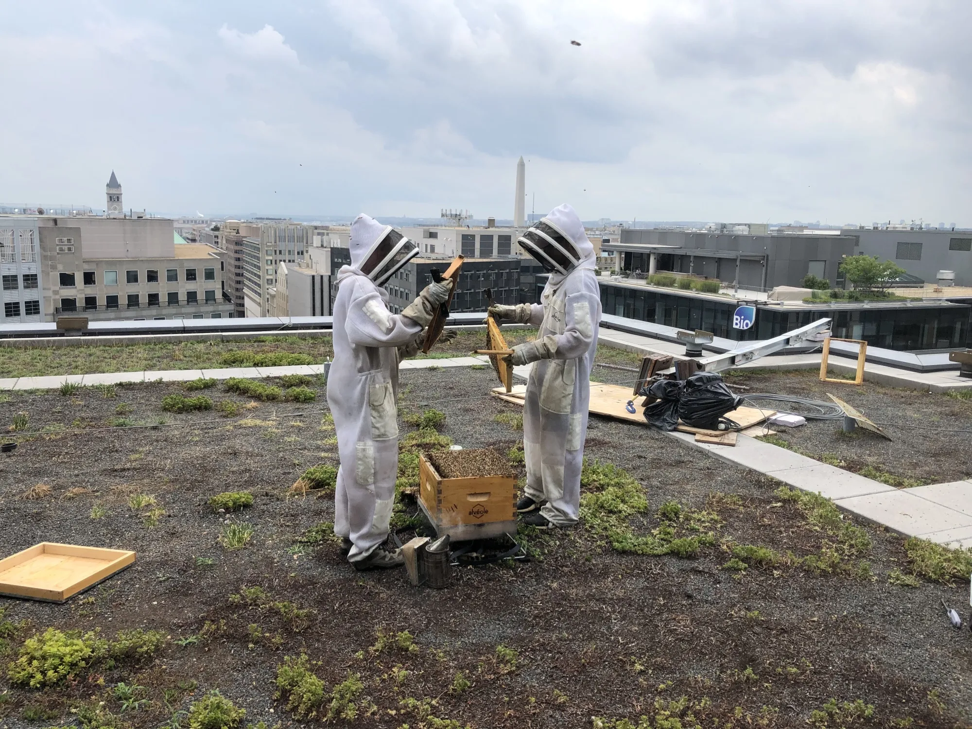 Alvéole workers harvesting honey from a DC rooftop.