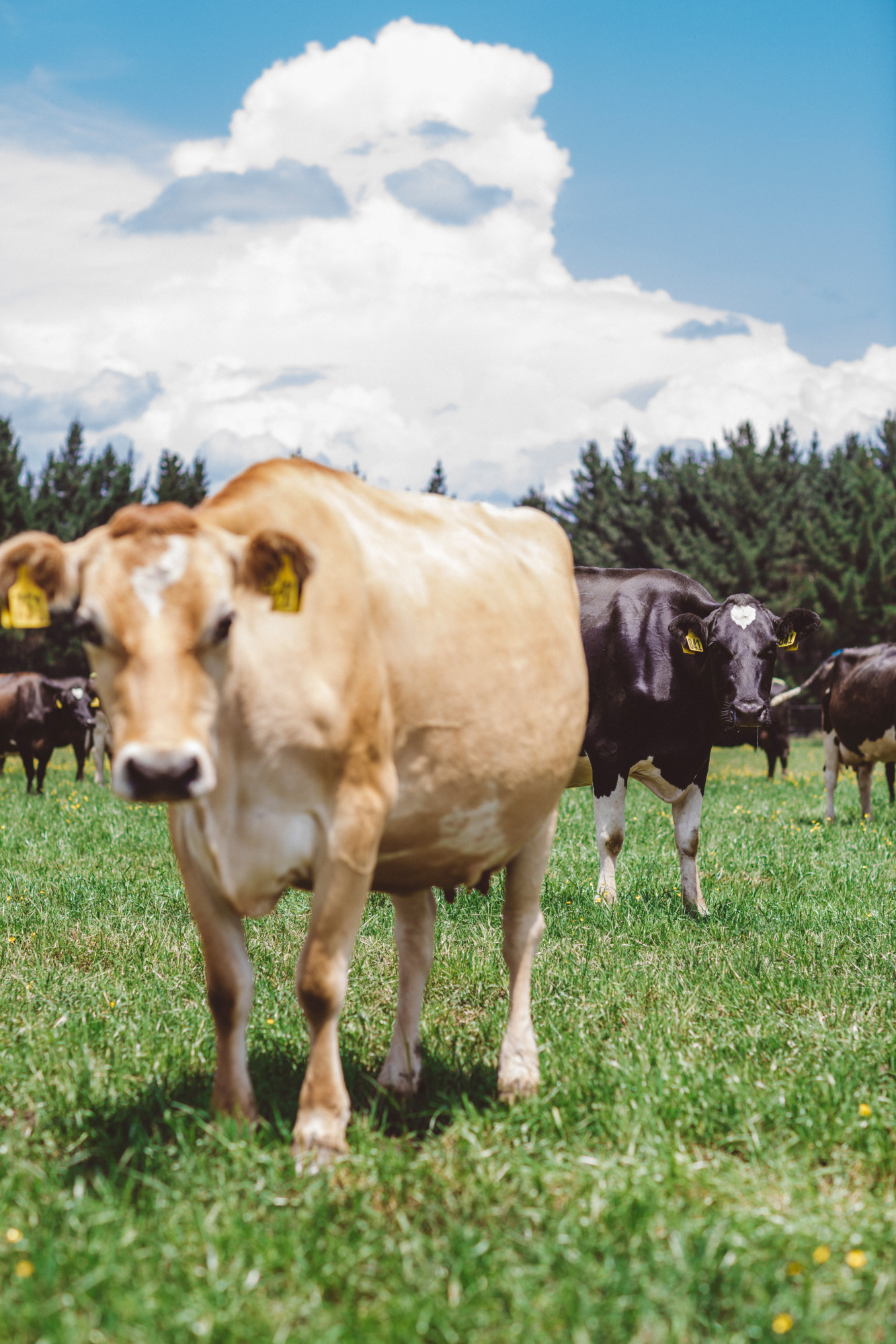 Cutting Down on Cow Burps to Ease Climate Change Bloomberg