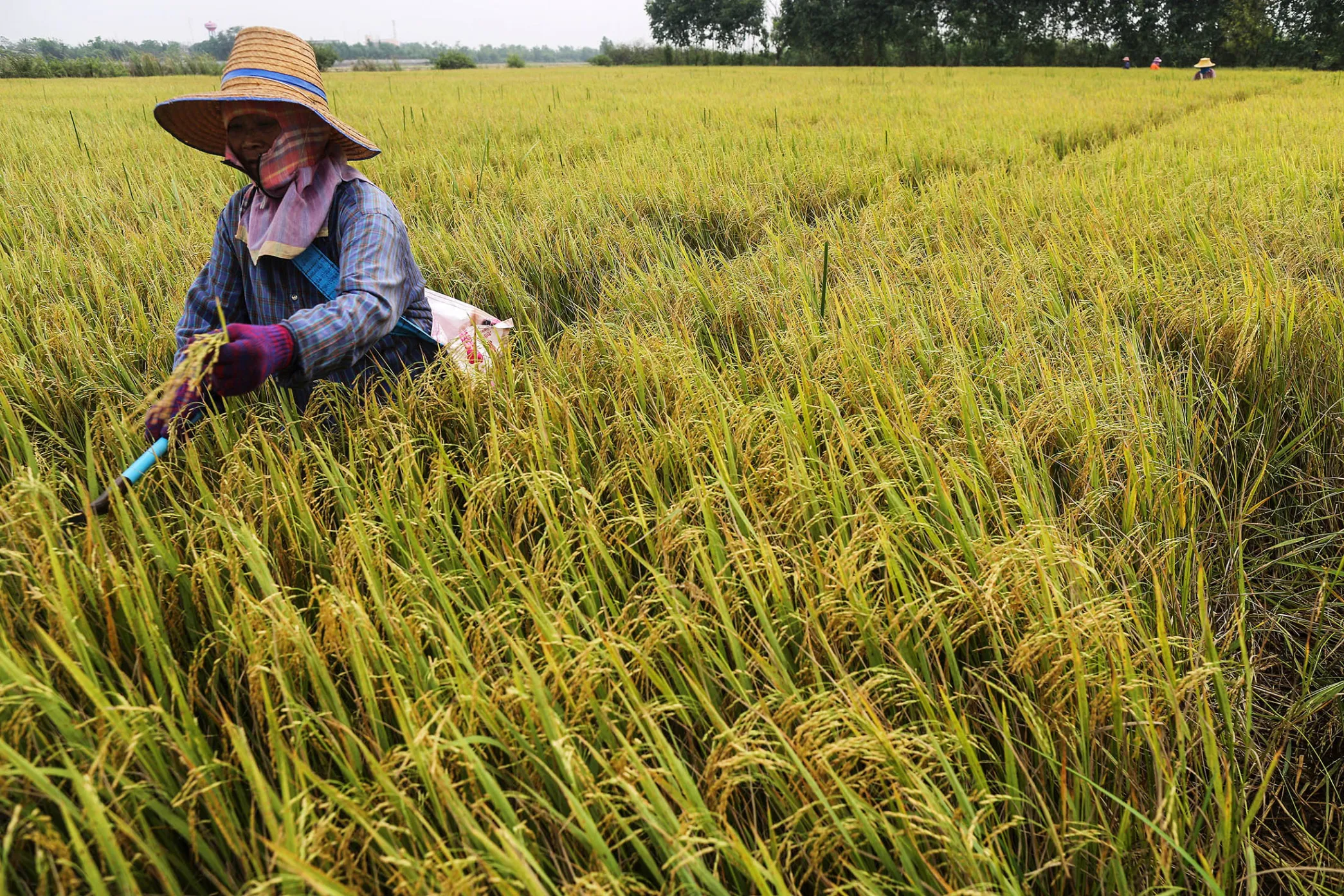 A farmer checks rice prior to harvesting in a paddy field in Ayutthaya province, Thailand.
