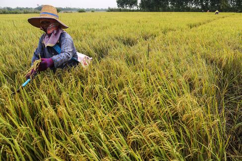 Harvest And Production As Rice Crop Affected By Drought