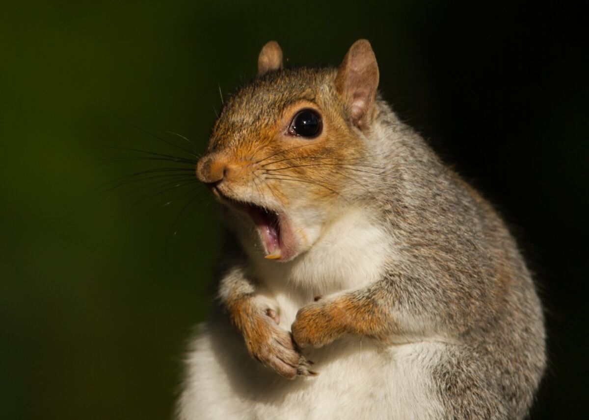 How Many Squirrels Are in NYC&#39;s Central Park? - Bloomberg