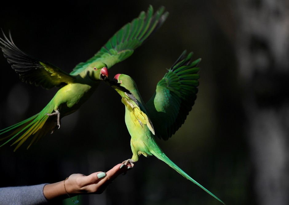 In London's St. James' Park, rose-ringed parakeets are a colorful, if noisy, new addition.