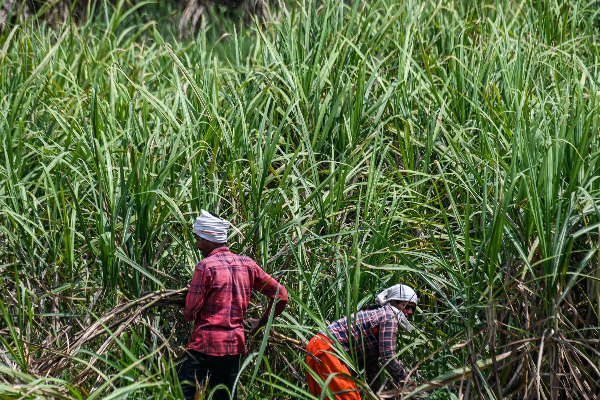 A sugarcane harvest in Meerut, India.