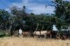 A farmer on his land in Nyabira, near Harare.