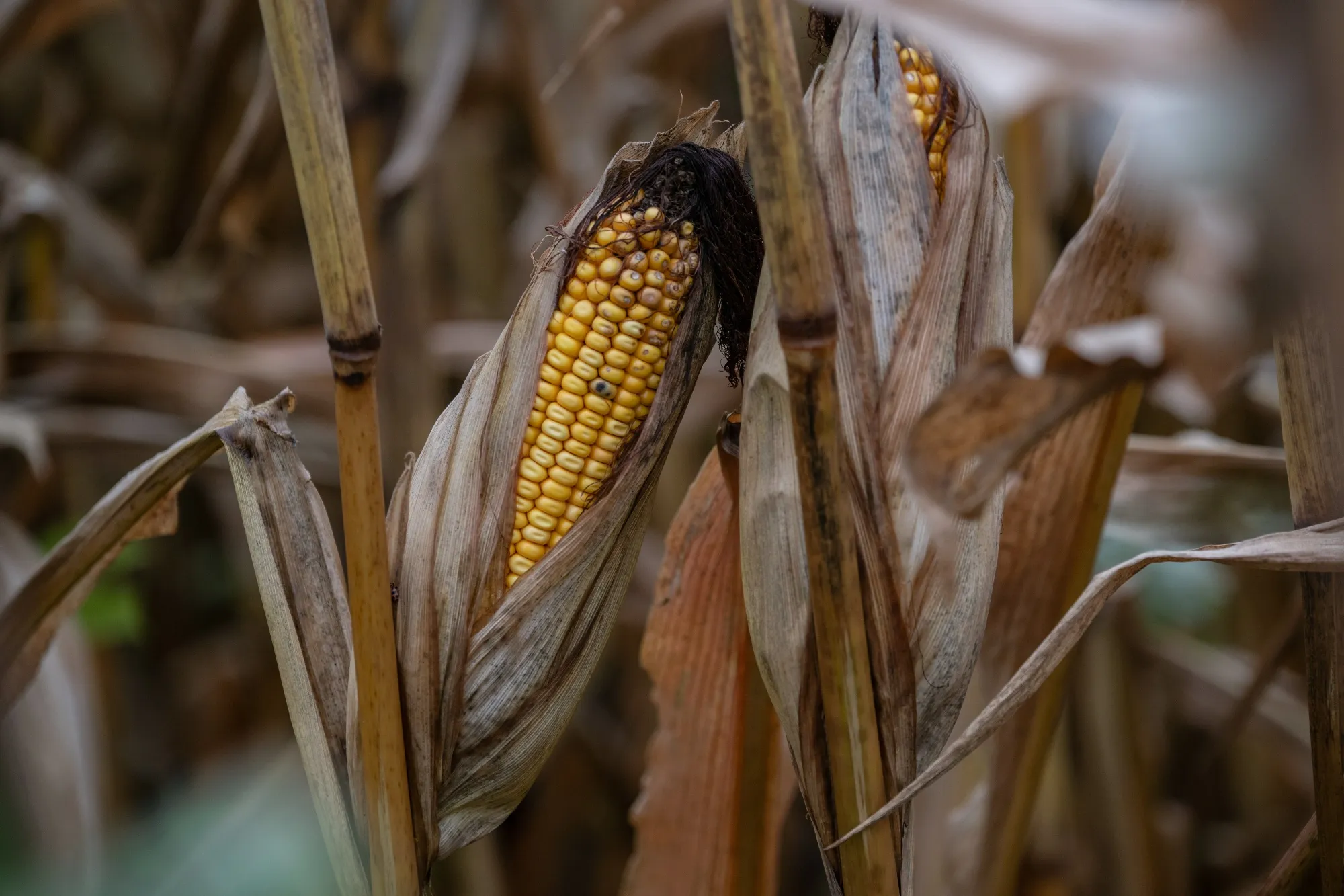 An ear of corn at a farm in Pemberton, New Jersey.