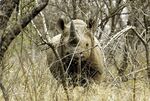 A black male rhinoceros in South Africa.