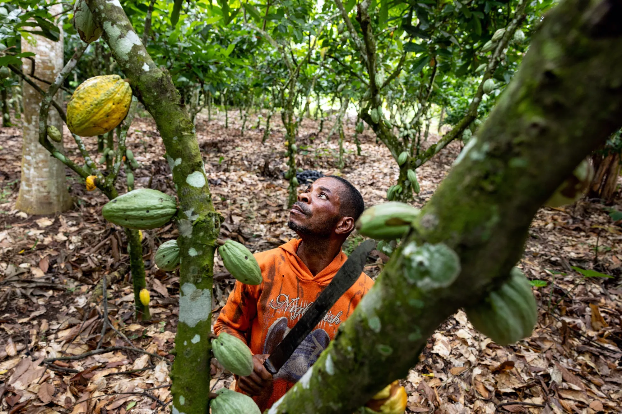 A farmer attends to cocoa pods ahead of the harvest in Kwabeng, Ghana.