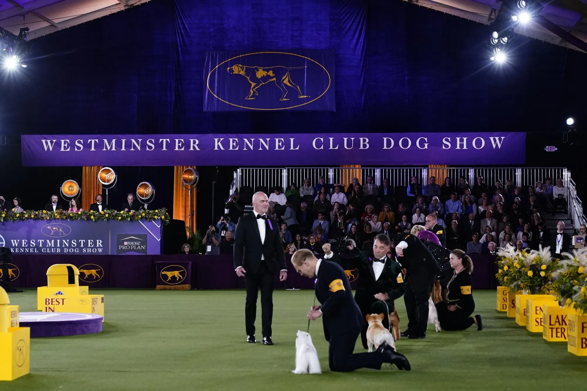 Canines, Anyone? Westminster Dog Show Heads to Tennis Center Bloomberg