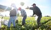 1487139032_us farmer