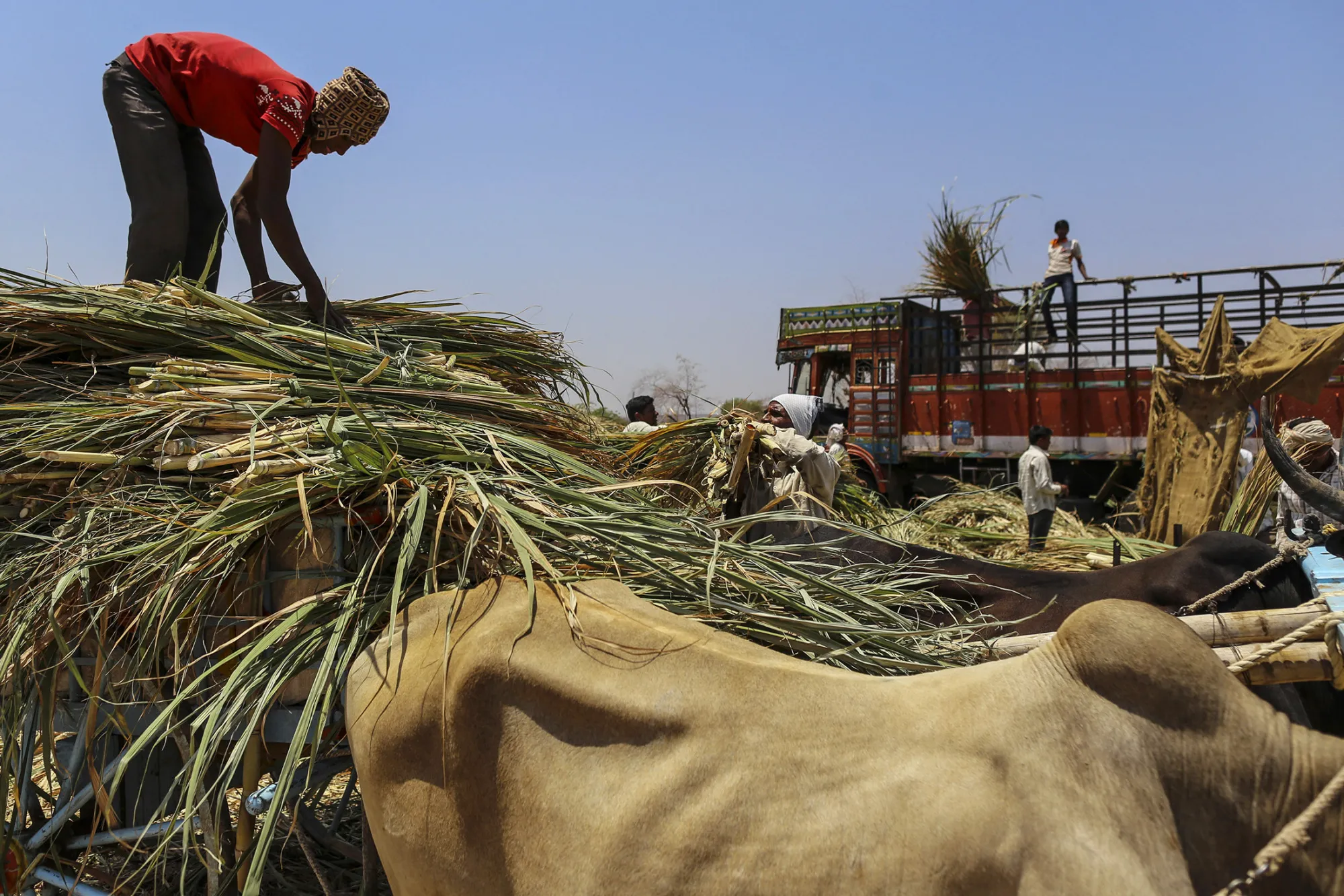 Workers unload sugarcane tops at a cattle shelter in Beed district, Maharashtra, India.
