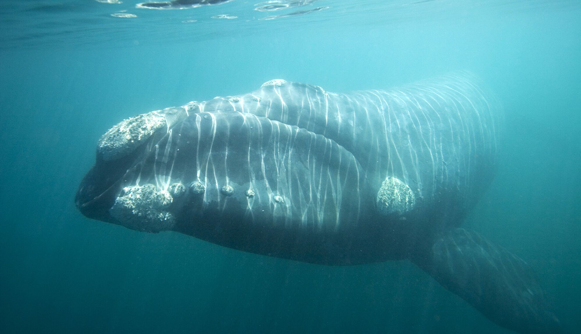 Abandoned by White Sharks, Cape Town Is Short of Whales, Too - Bloomberg