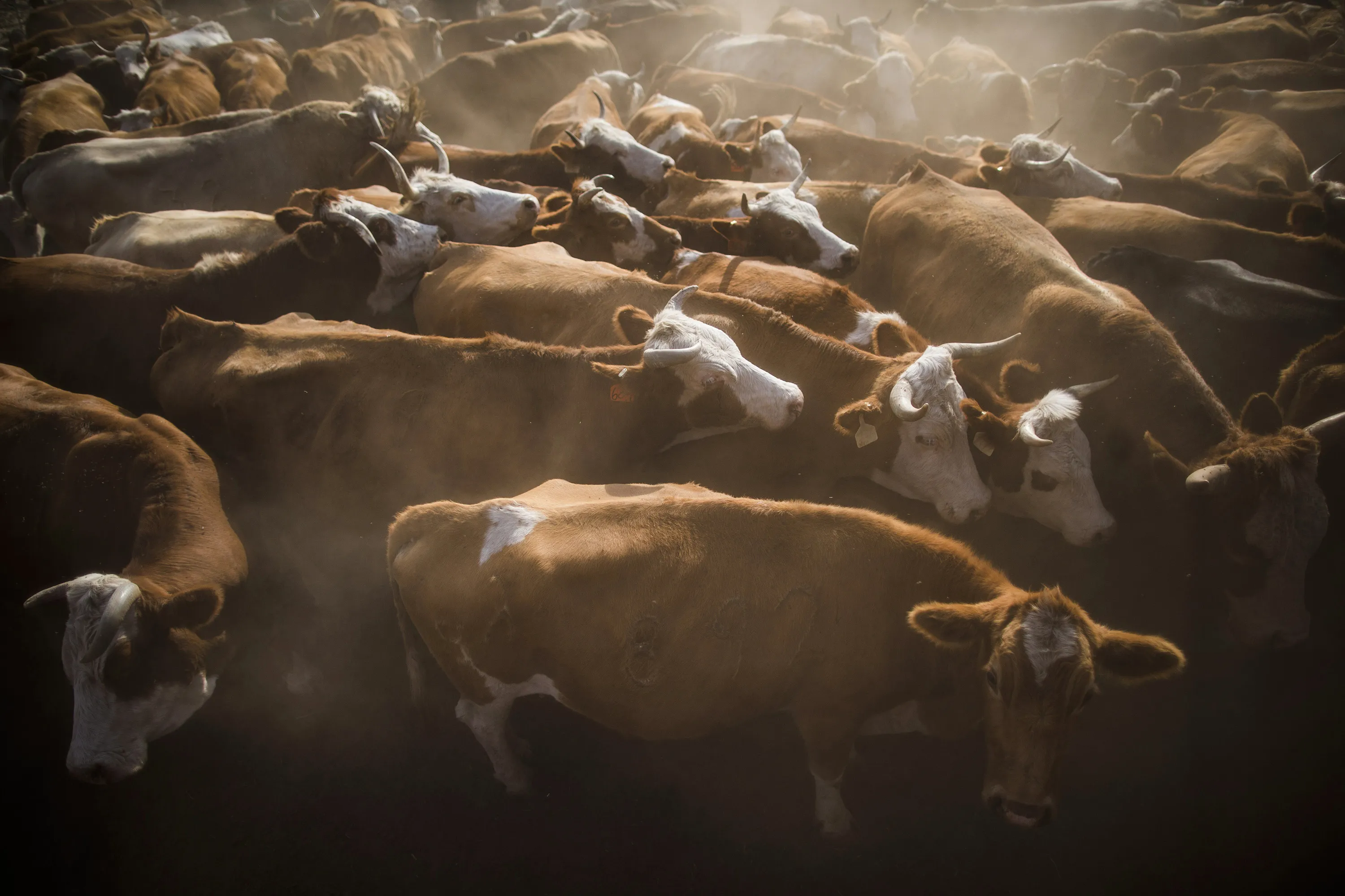 A cattle herd is pushed into a corral to receive vaccines at the Merom Golan ranch in the&nbsp;Golan Heights.