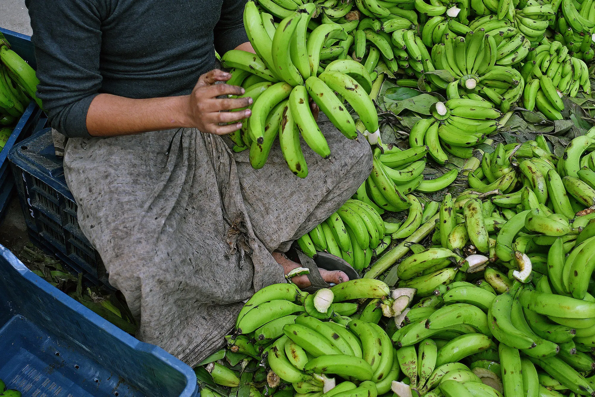 1479474997_BANANAS
