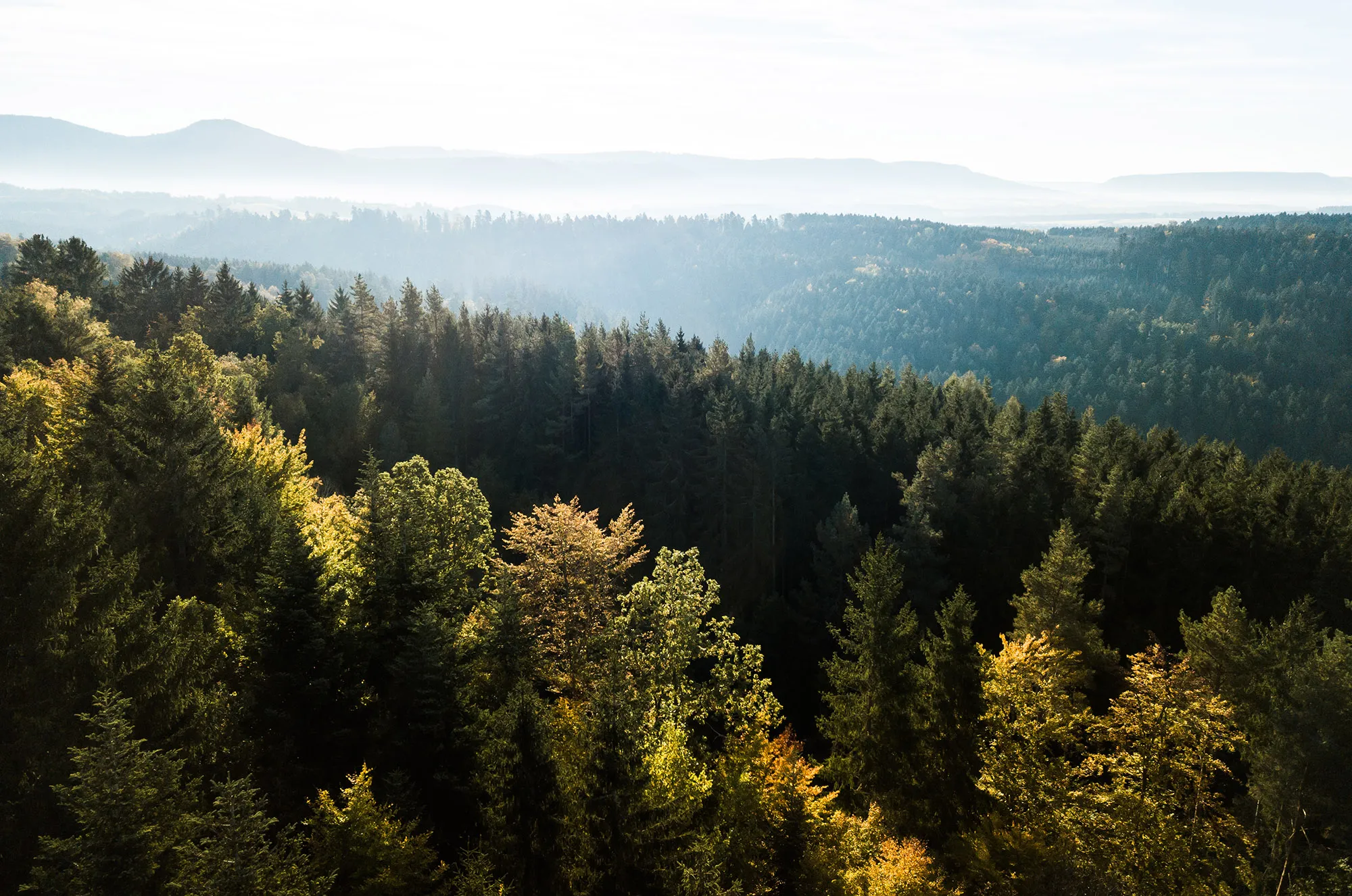 Black Forest