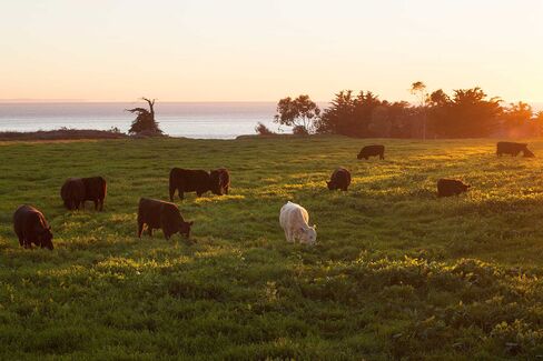 Cows graze on South Naples' bluffs.