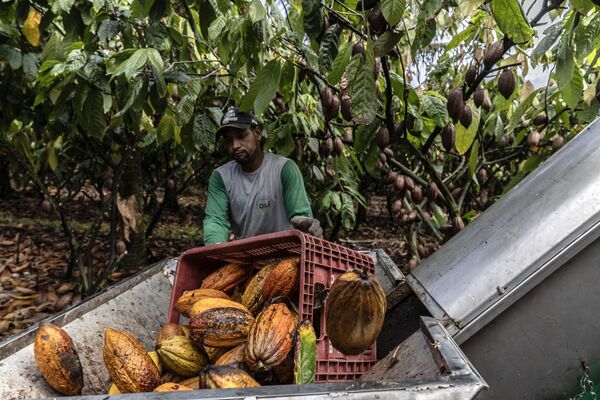 Brazil Cocoa Farms Go High-Tech in Bid to Upgrade Ailing Market