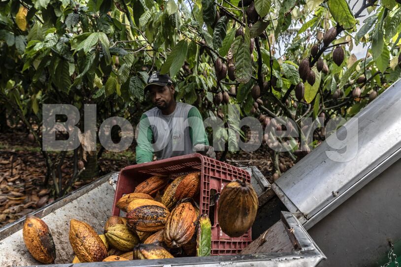 Brazil Cocoa Farms Go High-Tech in Bid to Upgrade Ailing Market