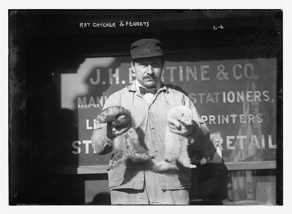 Rat Catchers Day, July 14 Holiday. Pied Pier of Hamelin.