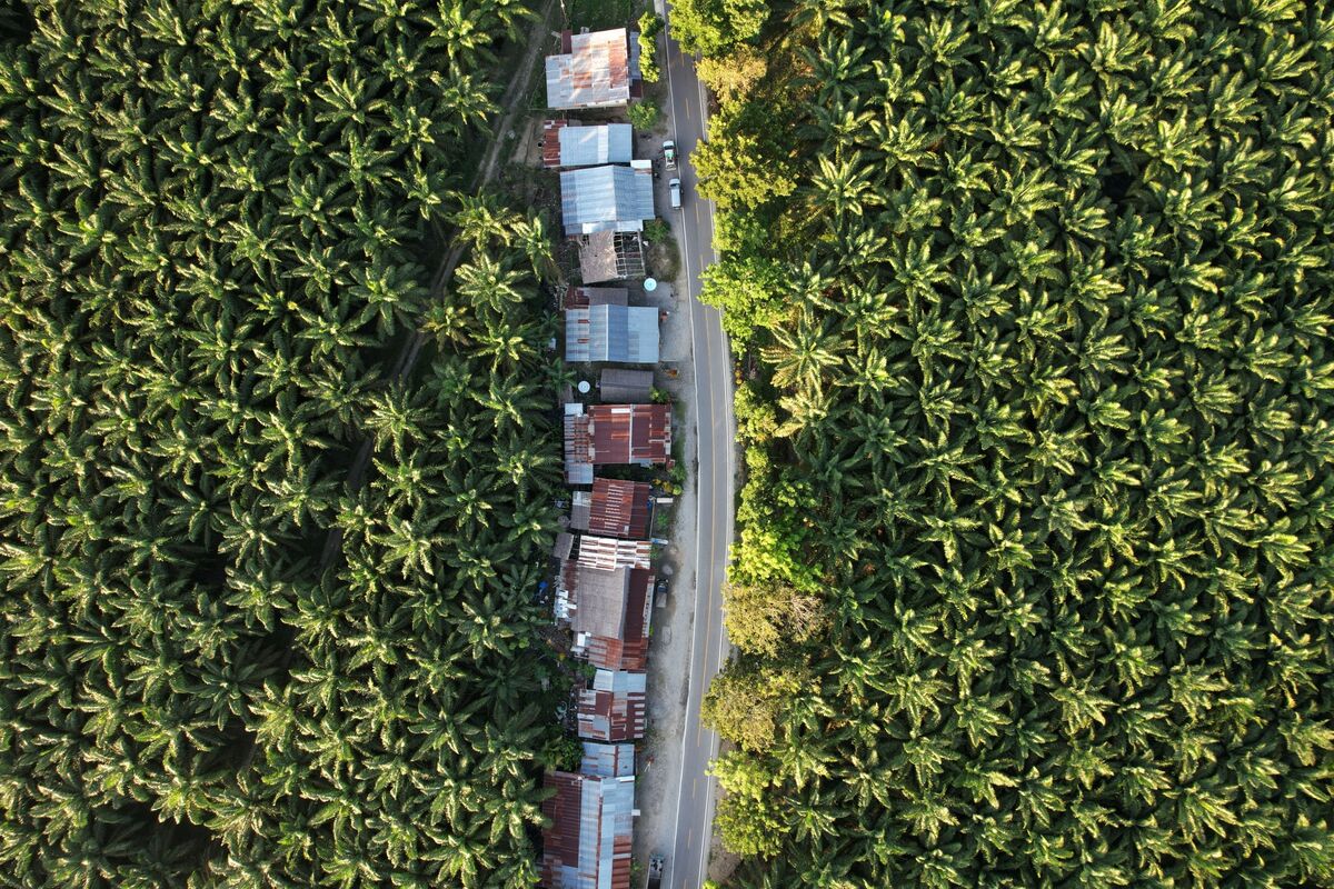 bloomberg.com - Anuradha Raghu - Indonesia Releases Details on Export Overhaul of Palm, Coal