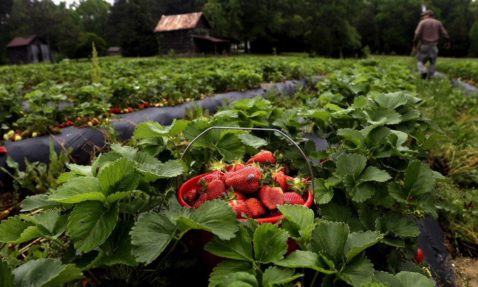 Strawberries on a farm in Chapel Hill, North Carolina.