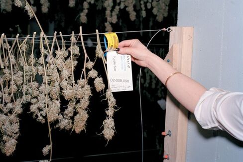 Colorado's Legal Pot Growers Grumble About RFID Tagging