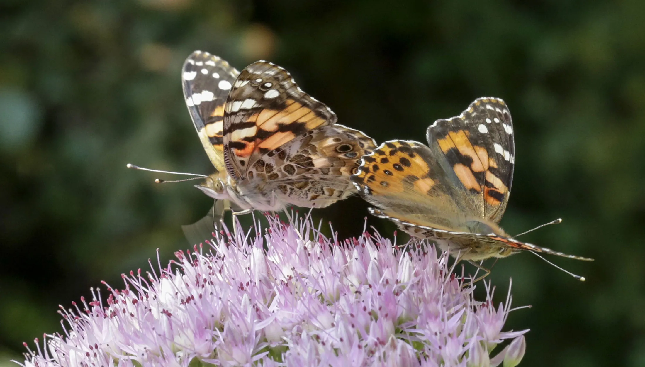 Painted Lady butterflies feed on Sedum flowers in Omaha, Neb., Tuesday, Sept. 19, 2017.
