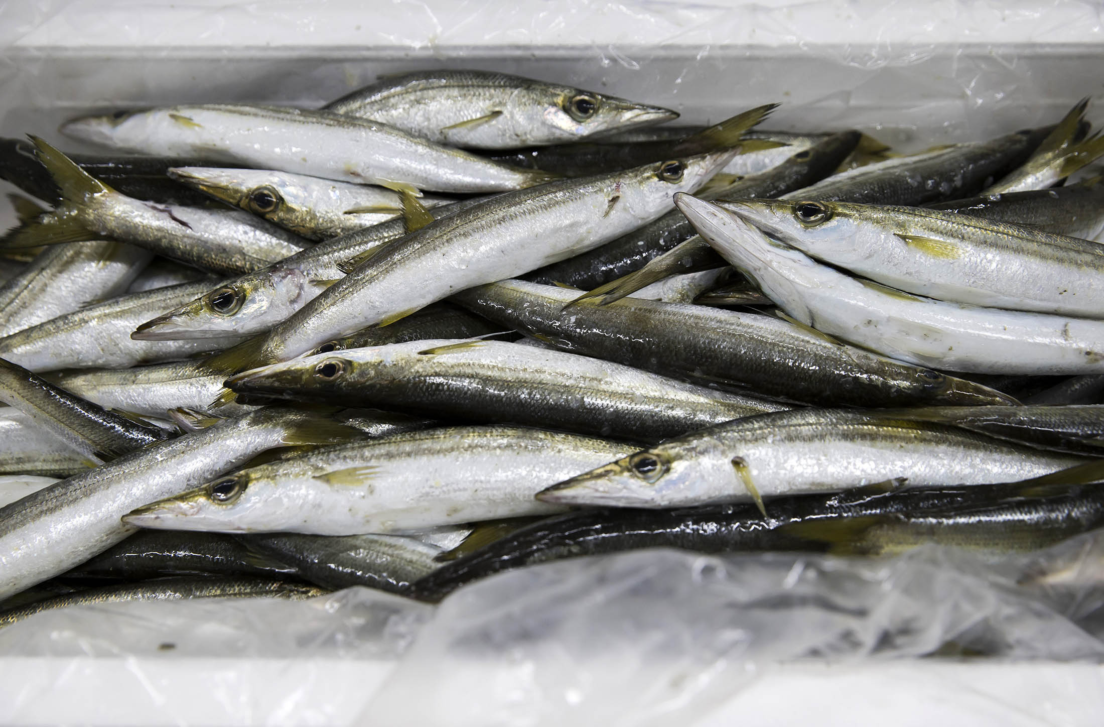 Premium Fresh Fish Box from Japan | UGI FOODS