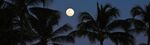 Full moon over the tropical island of Kauai, Hawaii, with silhouette of tropical palm trees in the foreground.
