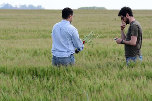 Buenos Aires Grains Exchange analysts Mariano Lopez, left and Esteban Copati, right check crops in a barley field.