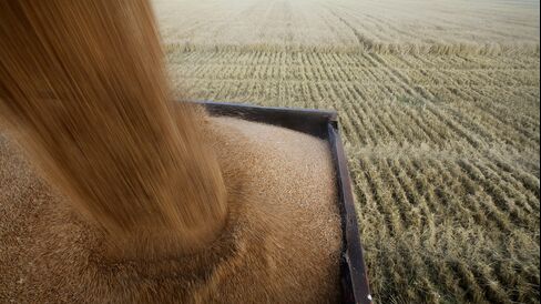 Summer Wheat Harvest In Russia