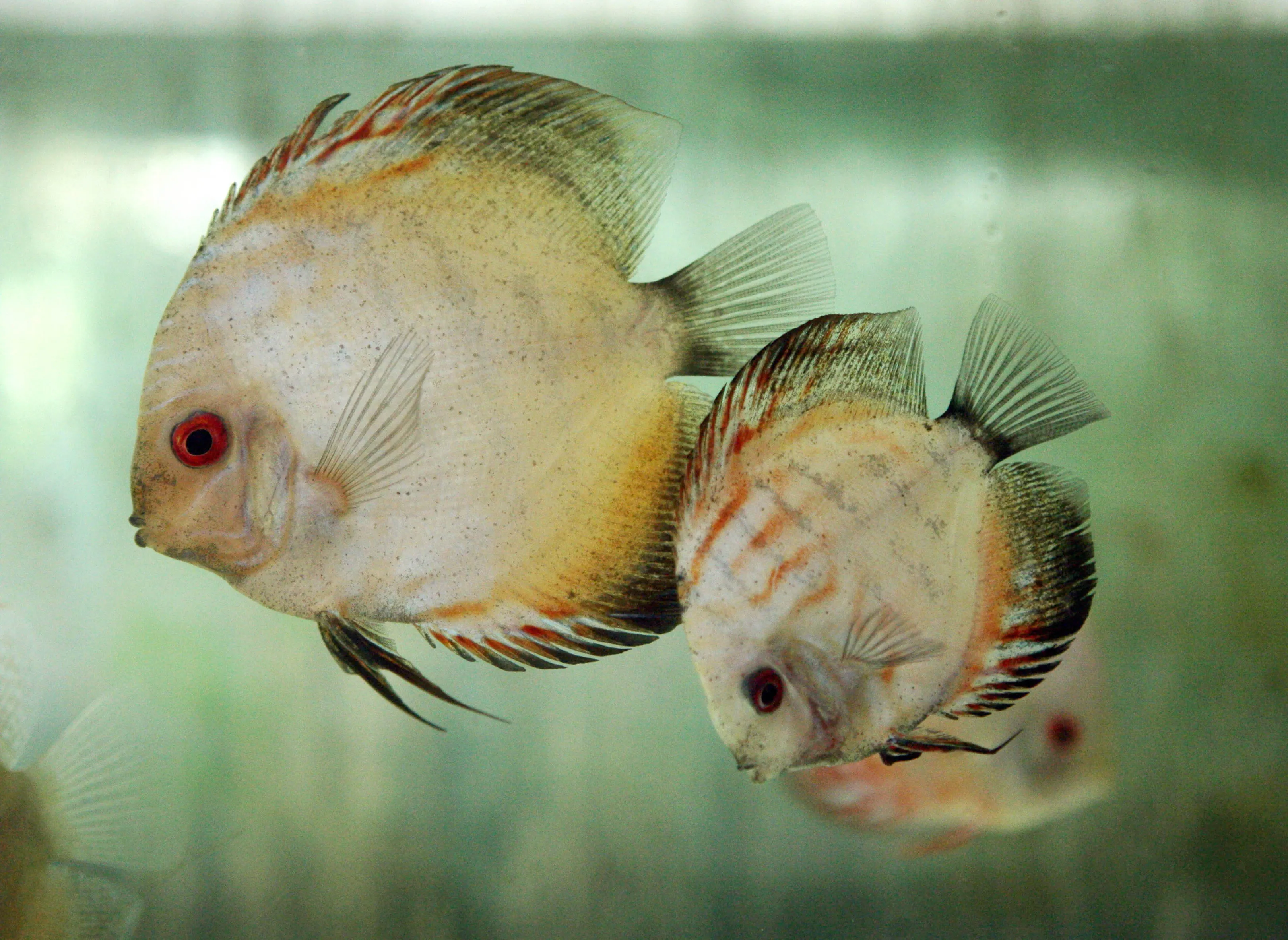 Tropical discus fish.