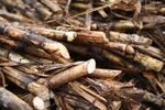 In September, the US Department of Labor added Dominican sugarcane to its list of goods produced by child or forced Labor. 