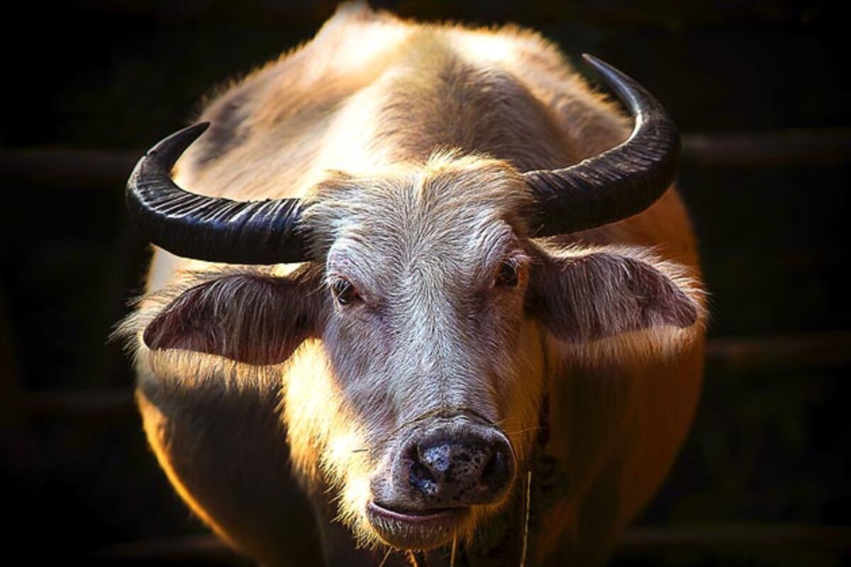 Water Buffalo, Donkey Join Horse Meat on the Menu - Bloomberg