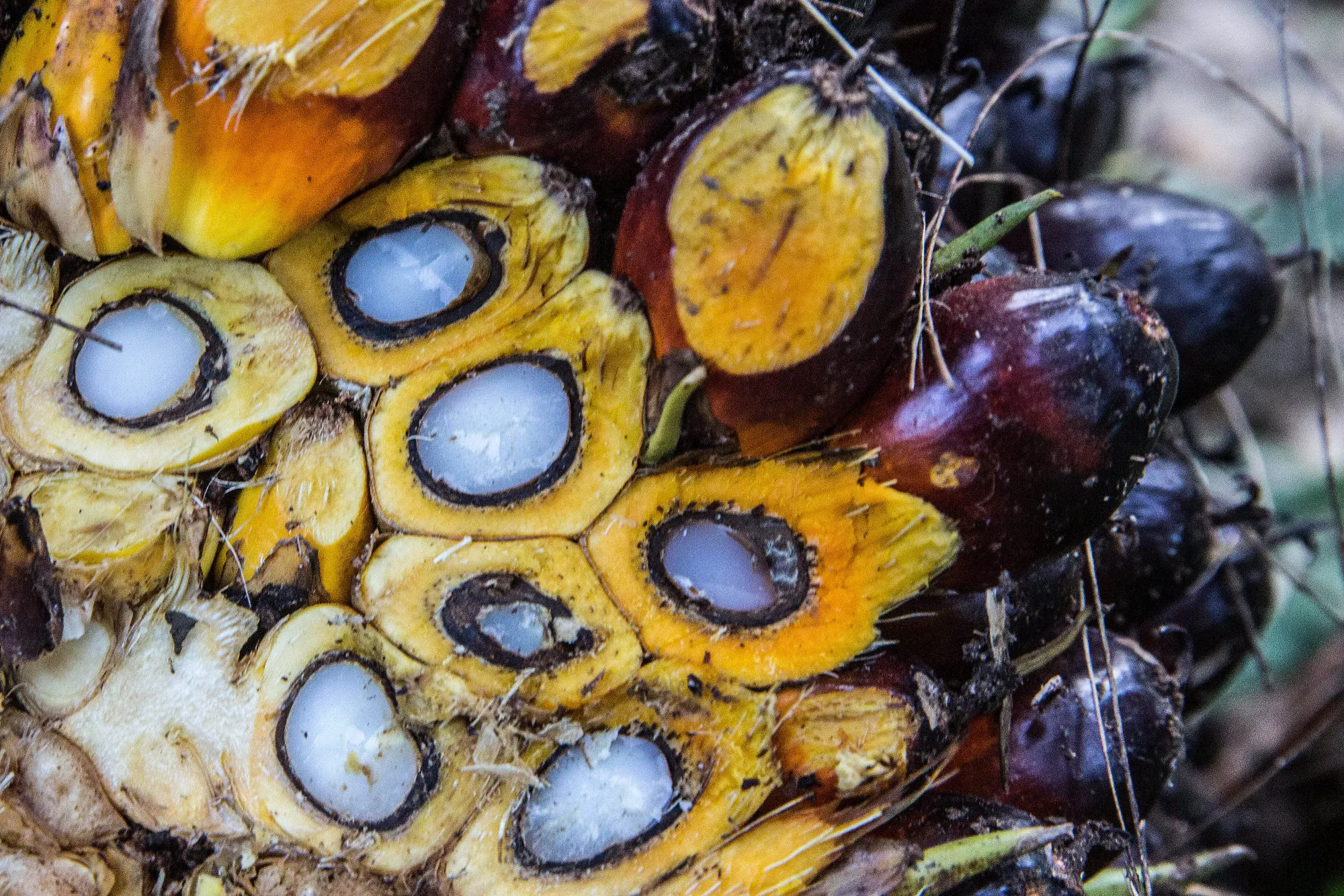 Harvest At A Yuzana Group Palm Oil Plantation As Futures Of The Vegetable Oil On Their Way To Biggest Annual Gain Since 2010