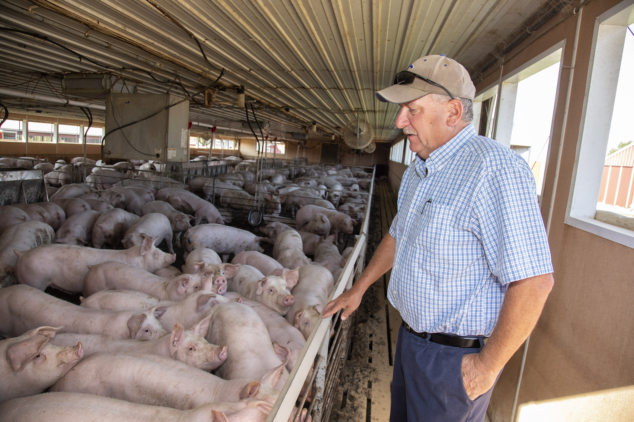 Hog Farmer Sees No End in Sight for Inflationary Pressures: Q&A