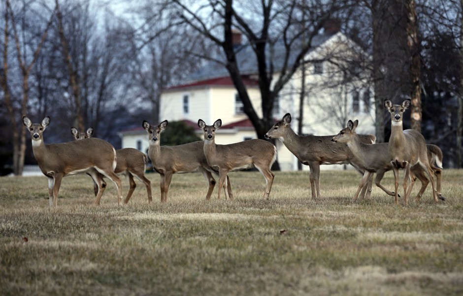 A group of deer pass through a yard in New Hope, Pennsylvania. 