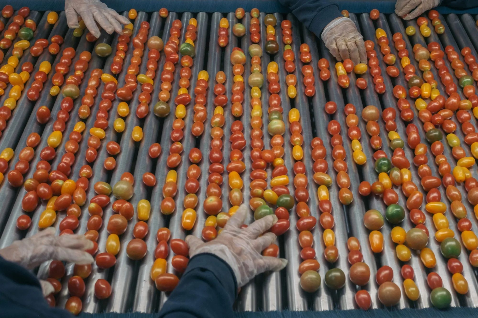 Mexico is the biggest source of American farm imports, shipping tomatoes, fresh berries and other vegetables.